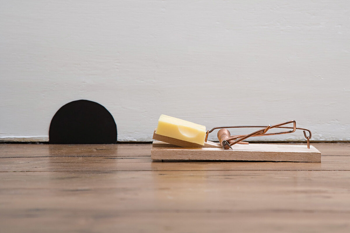     Как раз и навсегда избавиться от мышей в доме