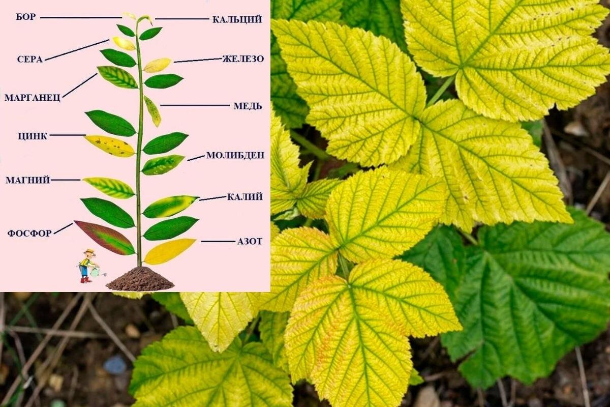 Хлороз малины описание с фотографиями и способы лечения
