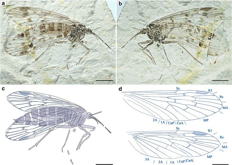 Мезопсихида Lichnomesopsyche daohugouensis Ren, Labandeira and Shih, 2010