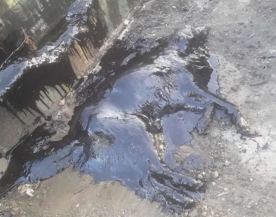 Вот в таком виде зоозащитники впервые увидели Алоэ