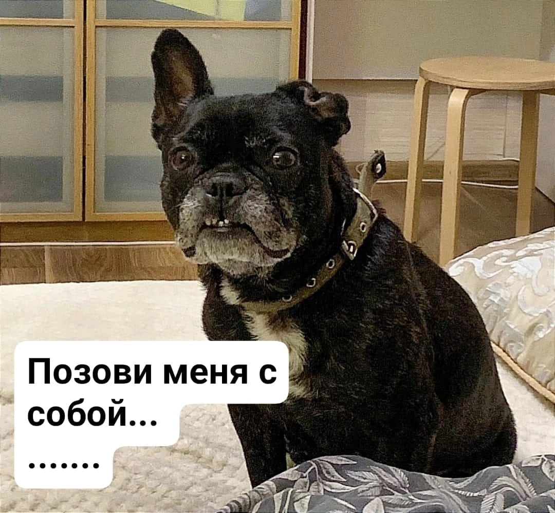 Москва! На фото Булочка- Бьёнси https://vk.com/topic-144285450_49145446
Срочно ищет дом!