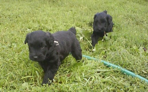 Вы нас не звали?А мы пришли. Щенки чёрного терьера 