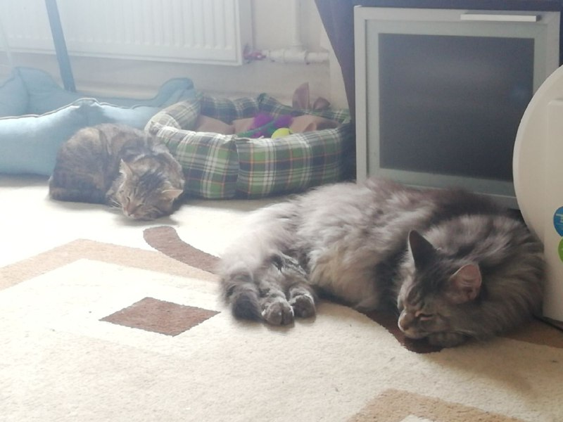 Зачем им лежанки, на полу ведь лучше.