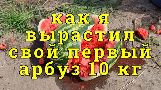 как я вырастил свой первый арбуз и сразу 10 килограмм!! непривитый и все