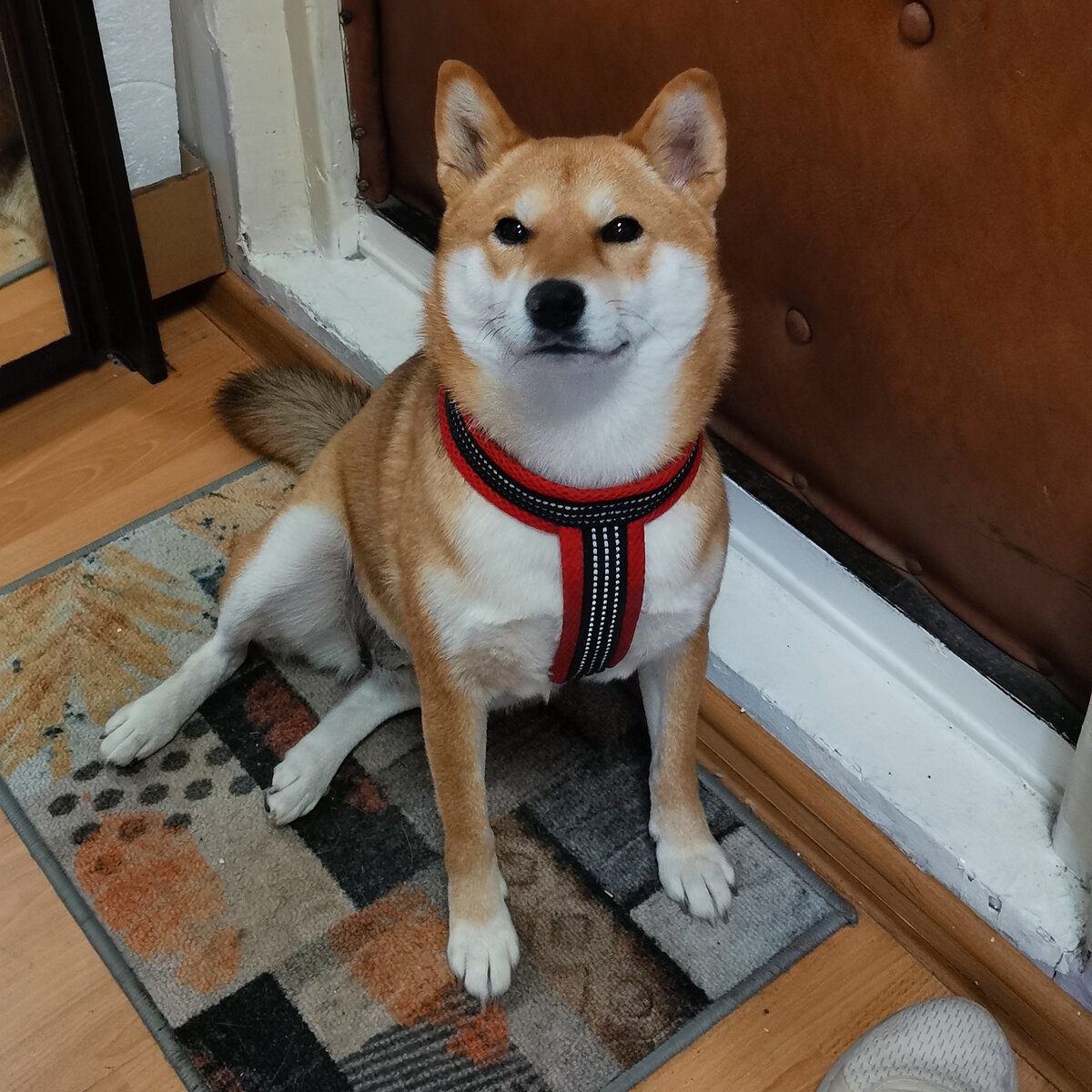 Терпеливое ожидание прогулки — без истерическиих скаканий и суетливой беготни 💕