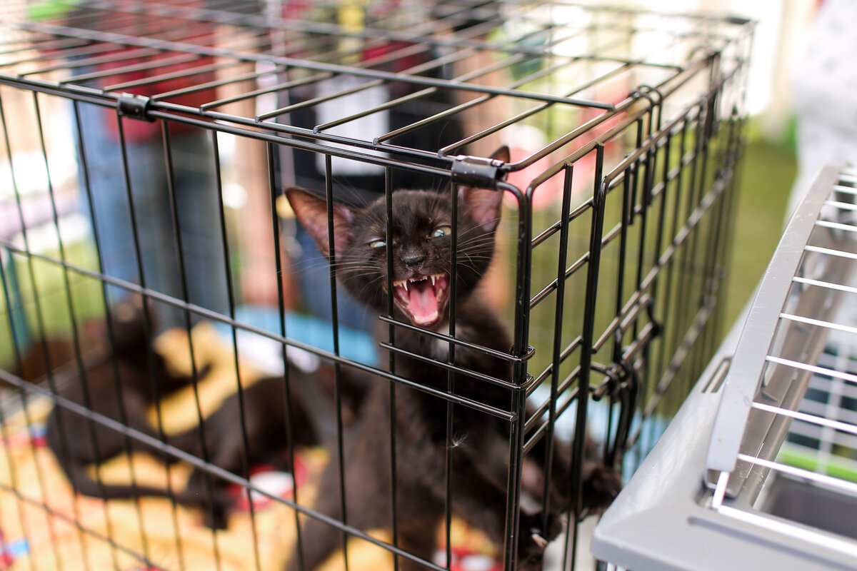 Фото: Благотворительный фонд «ЗООзащита»