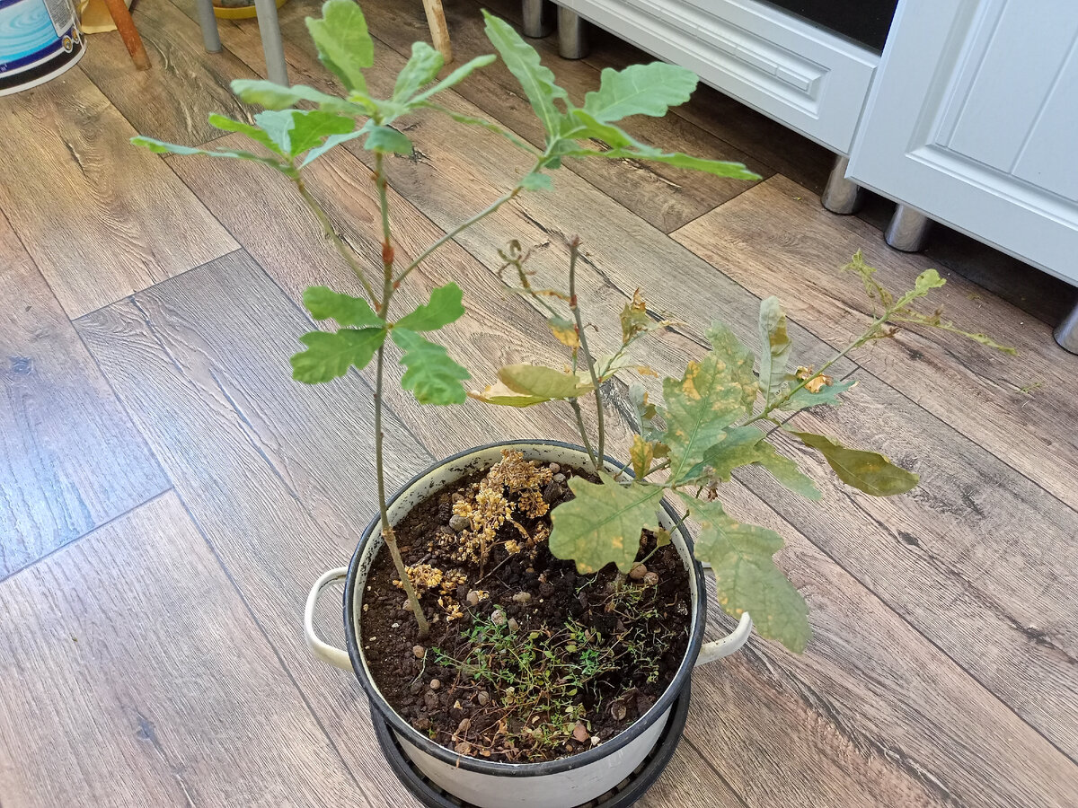 Так выглядят деревца перед высадкой 