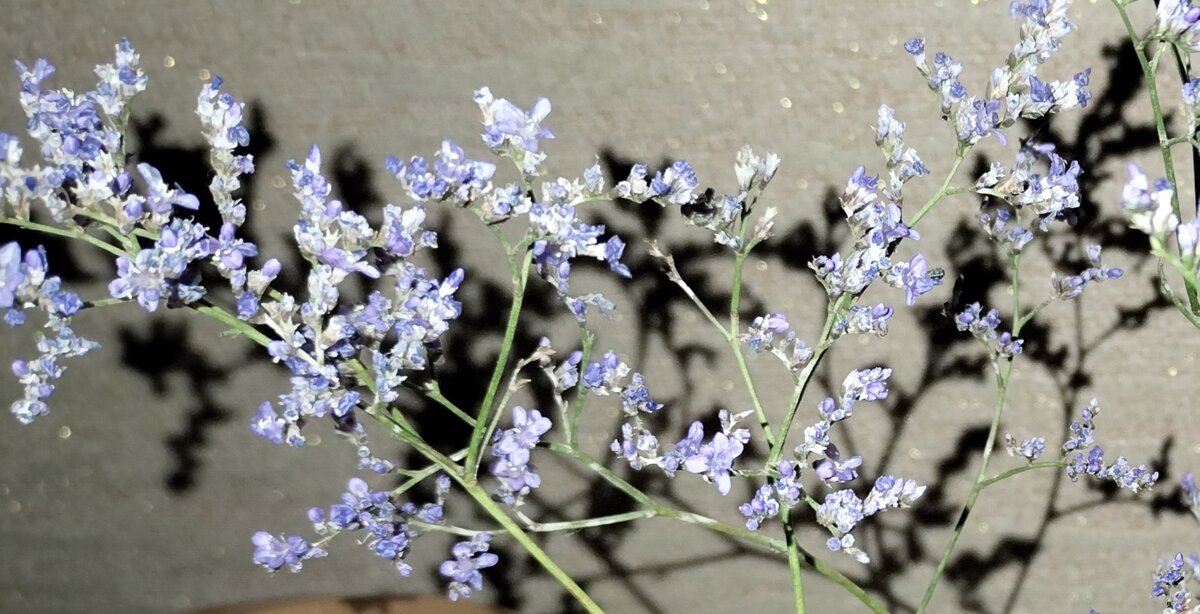 Веточки с маленькими фиолетовыми цветочками