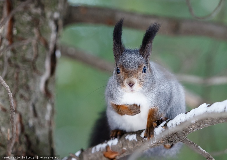    Фото: Дмитрий Кандинский / vtomske.ru