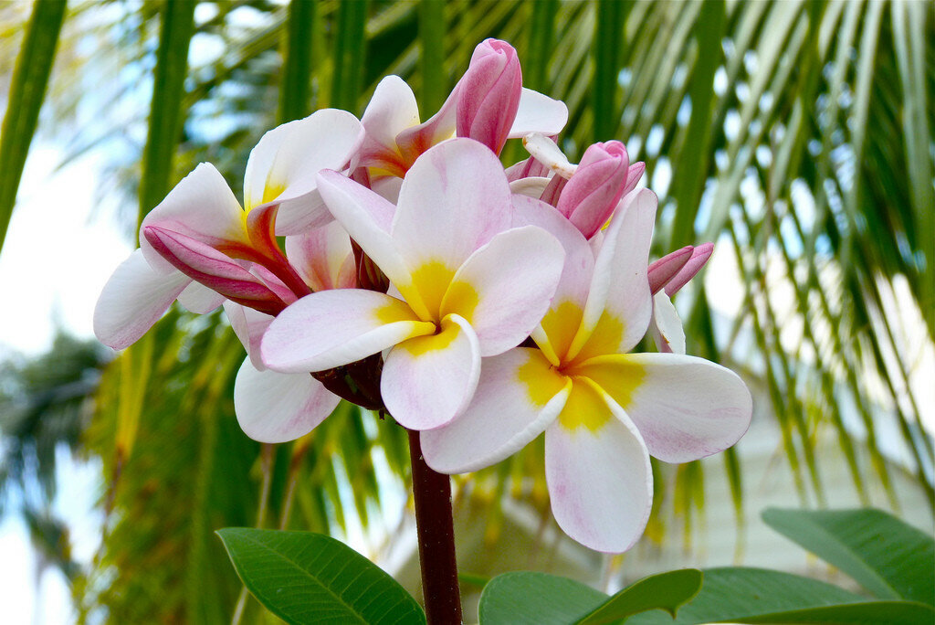 Экзотические фотографии