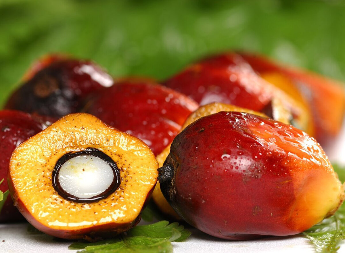Сам же плод по виду напоминает финик. Его размер 3-5 см в длину. Из ярко-оранжевой мякоти плода делают пальмовое масло, а из белого ядра - пальмоядровое.