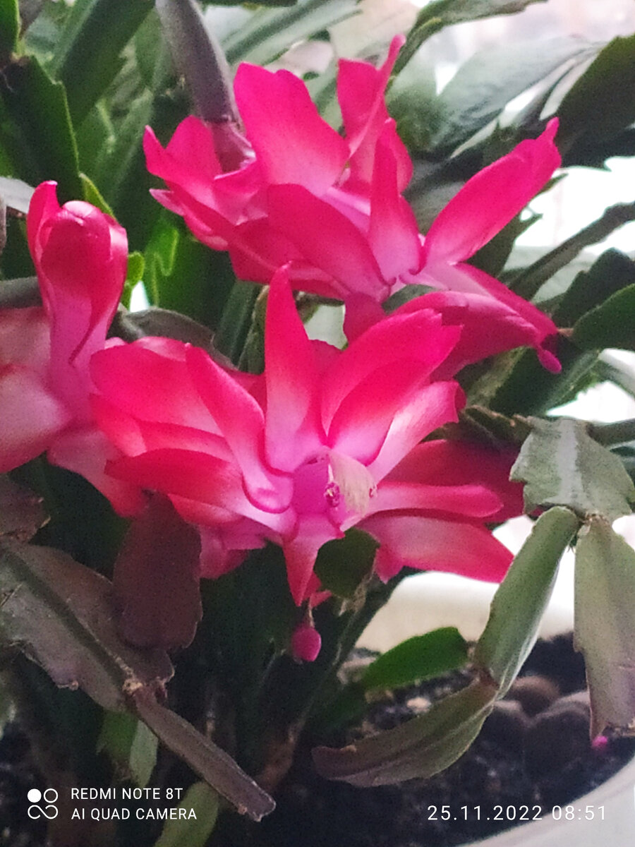 Фото автора. Декабрист, впрочем, тоже мой. 