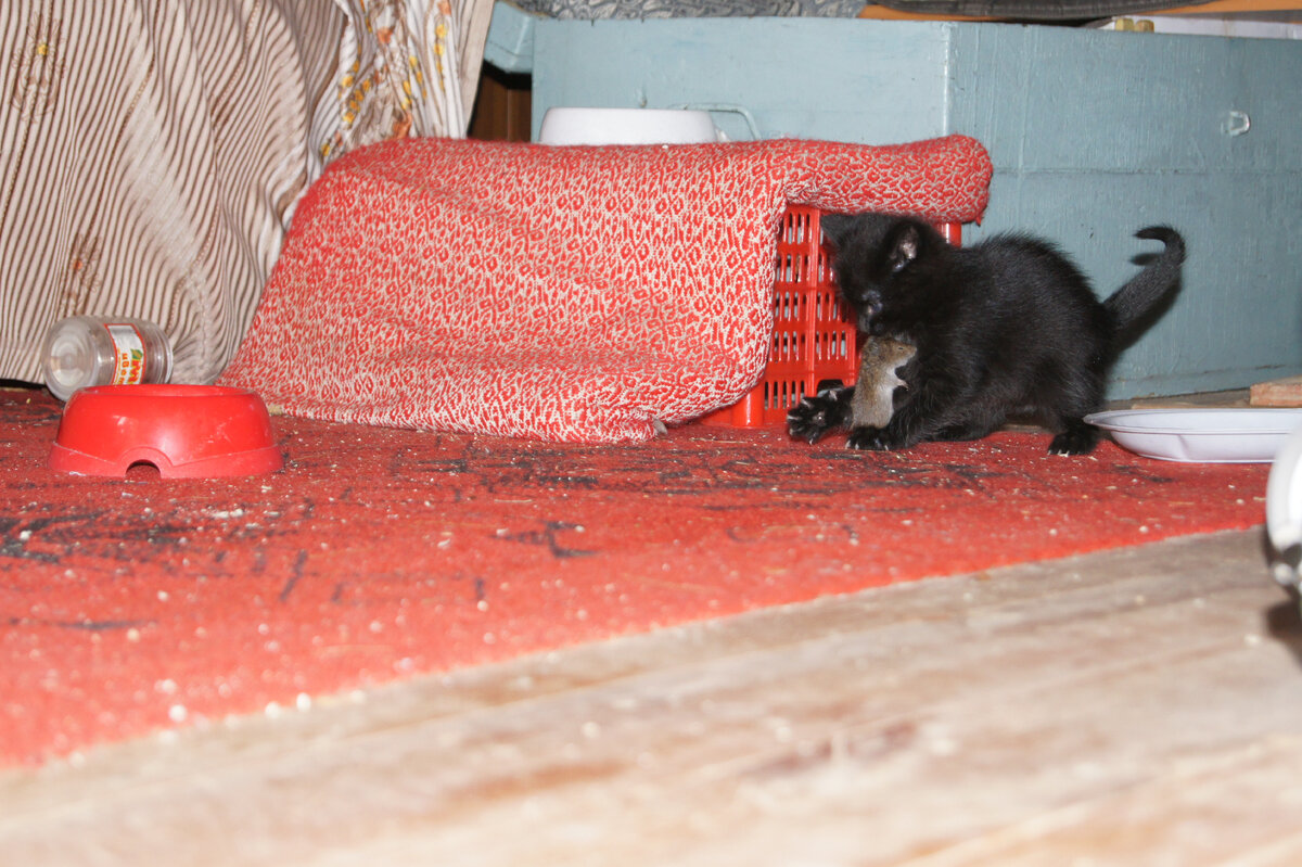 Главы из повести "Кошачья жизнь"