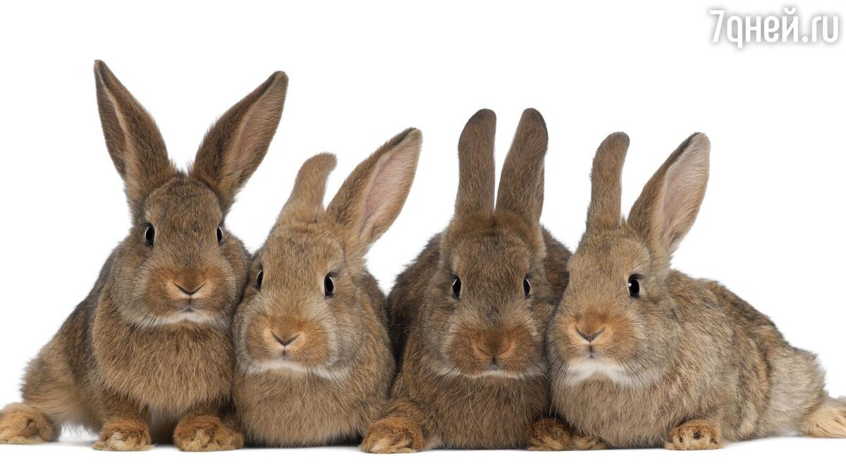    К чему снятся кролики 123RF/legion-media.ru