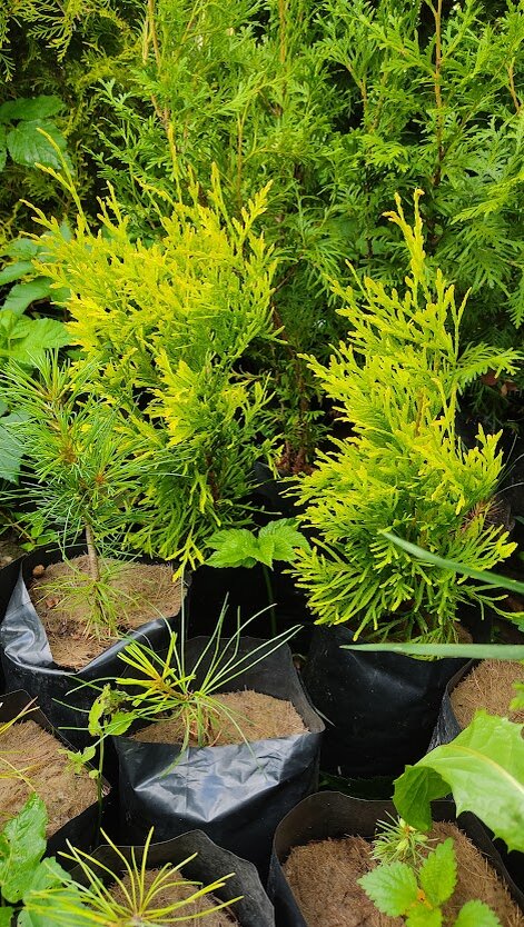 саженцы ЗКС