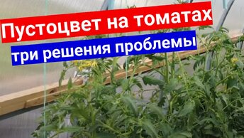 Томаты цветут, а завязей так и нет!_ Заканчивается июль! Почему не завязываются помидоры.