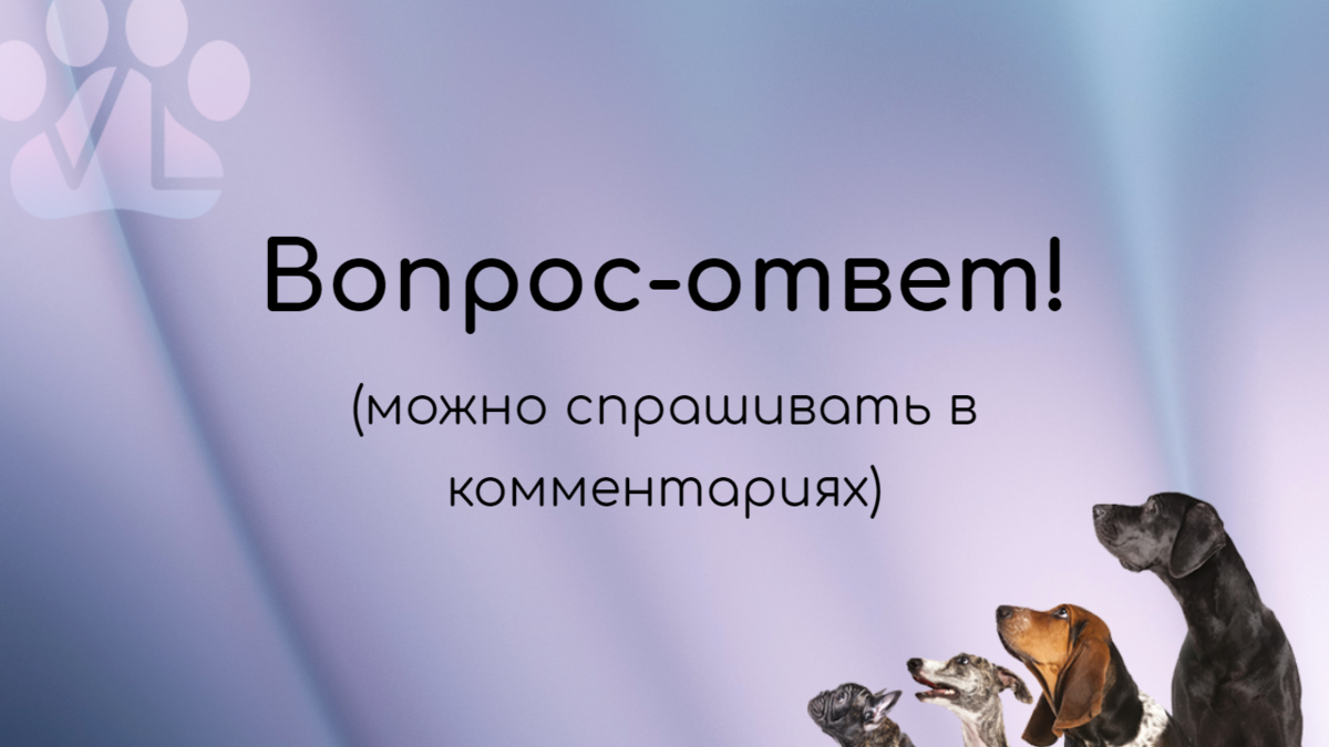 Вопрос-ответ от ветдиетолога: зеленый кал, кошка в поезде, как худить  питомца? | Ветеринарный диетолог vetLIFE | Дзен