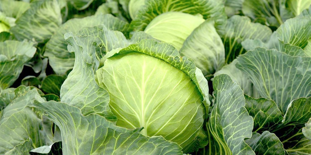 Все кочаны завяжутся и порадуют размером! Чем подкормить капусту в начале августа