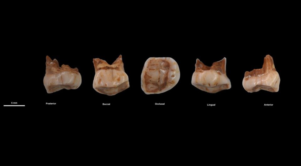   Sofwan Noerwidi et al. / L’Anthropologie, 2023