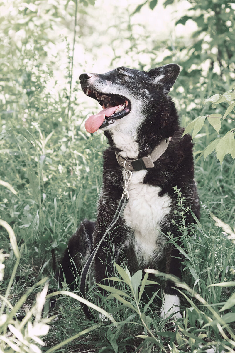 Пожилые питомцы требуют особого внимания и трепетного отношения.