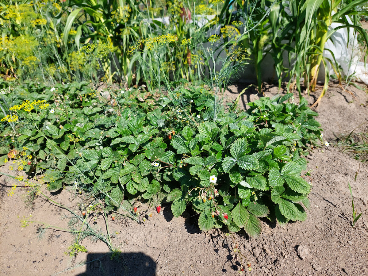 Вот так выглядит земляника первого года. Кусты зелёные, пышные, и уже появились первые ягодки. 