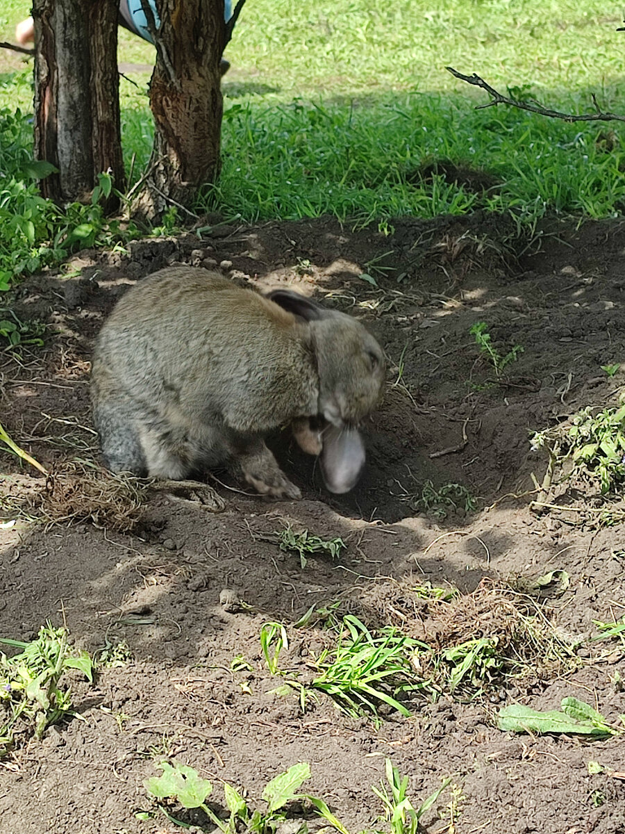 Кролик. 