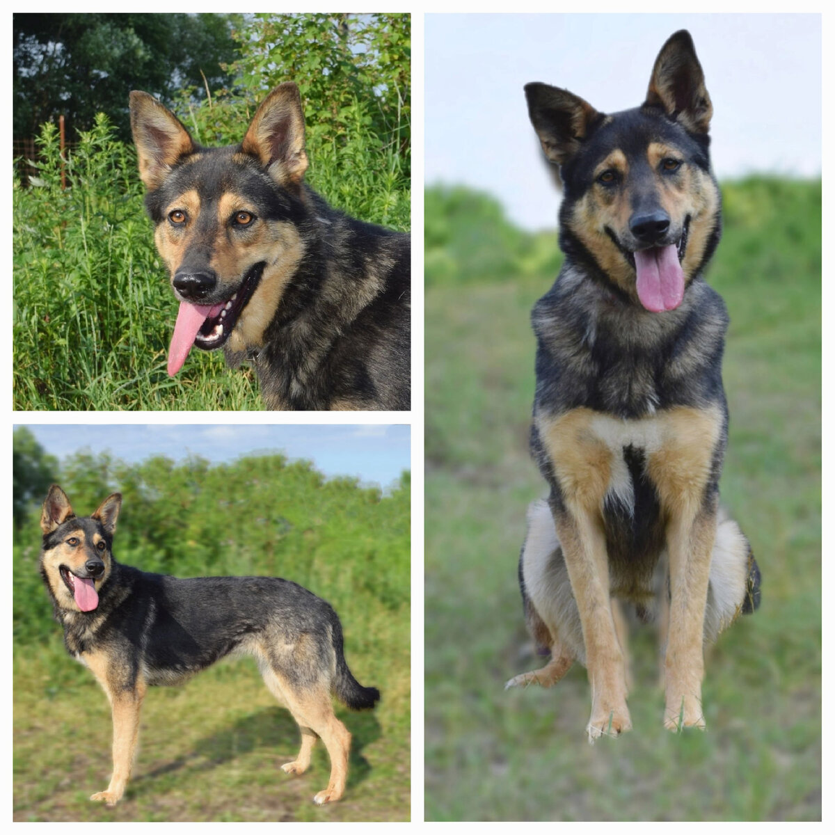 Фаина, 2 года, стерильна.