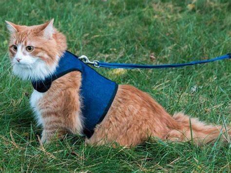 Как надеть шлейку на кошку: пошаговая фото инструкция