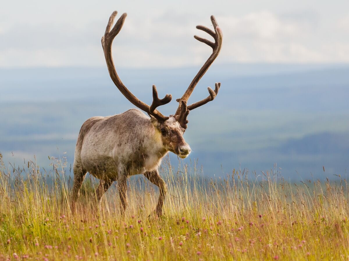    Северный олень© Fotolia / Pim Leijen