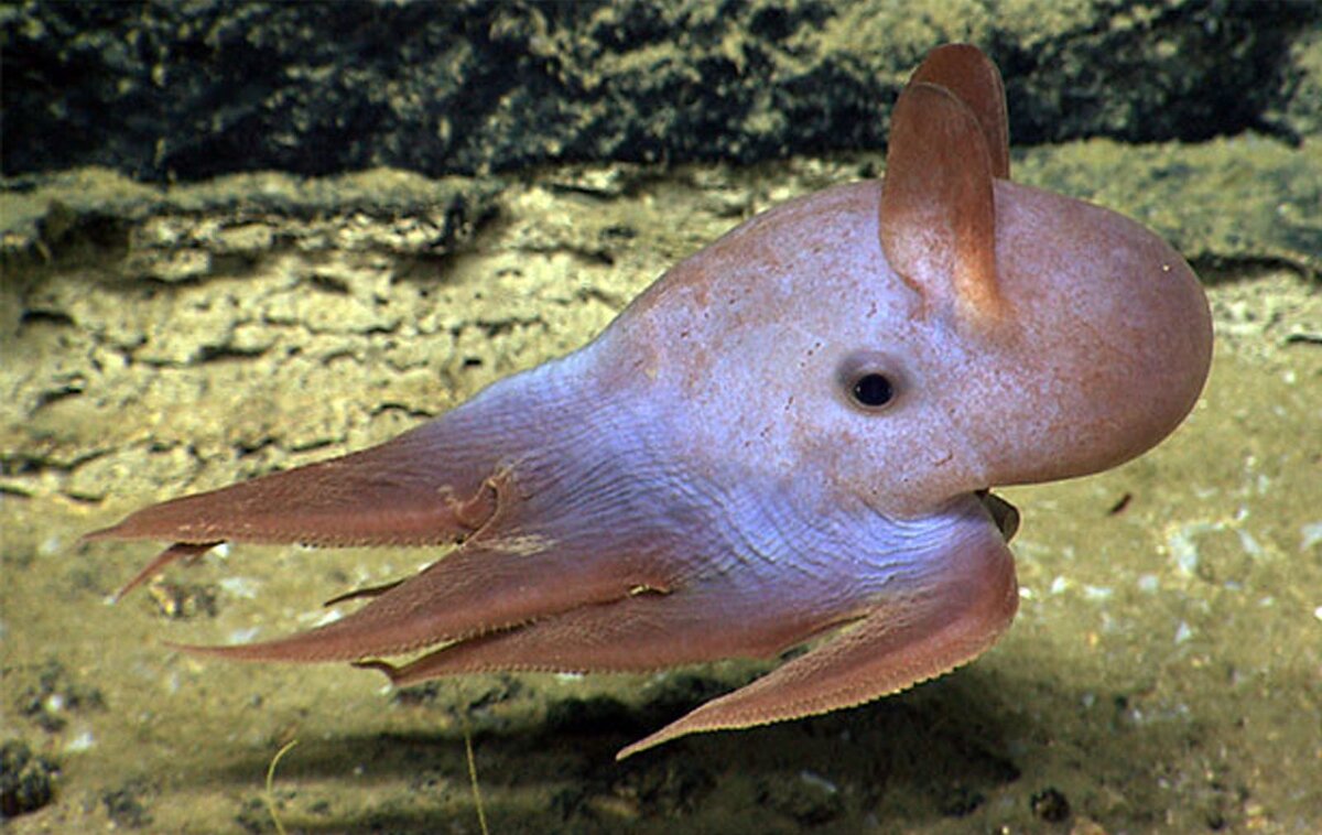 Осьминог Думбо (Grimpoteuthis). Фото: animalspot.net.