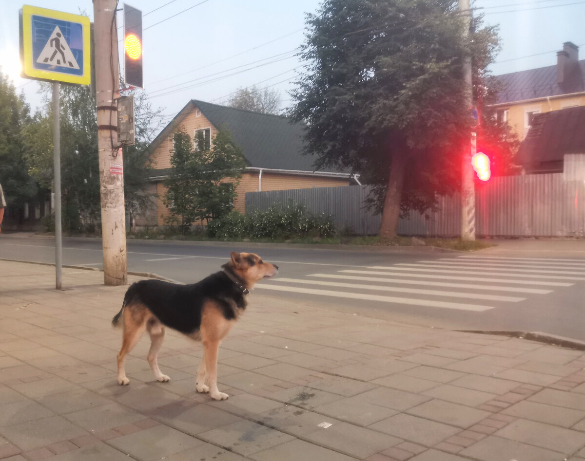 Написал статью, вышел на улицу и сразу же попалась для фото брошенная собака. Крутится сейчас у входа в магазин