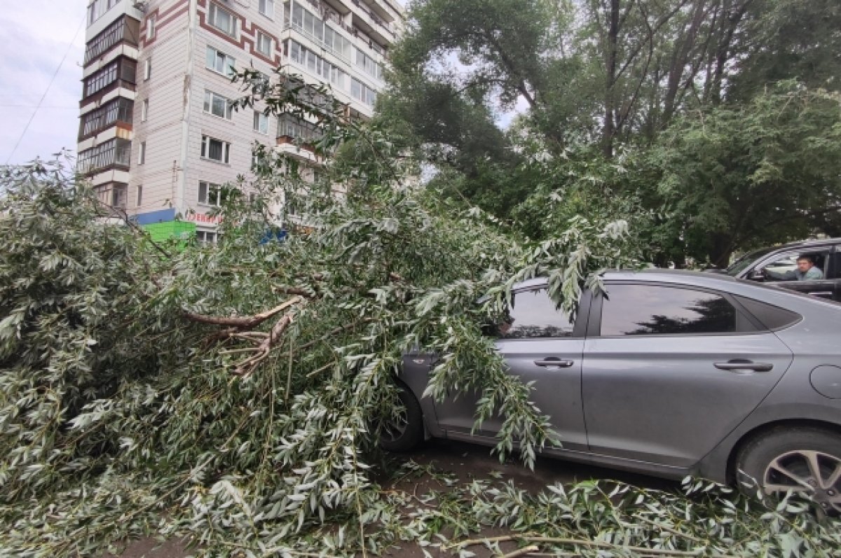    В Перми произошёл транспортный коллапс из-за упавшего на автомобиль дерева