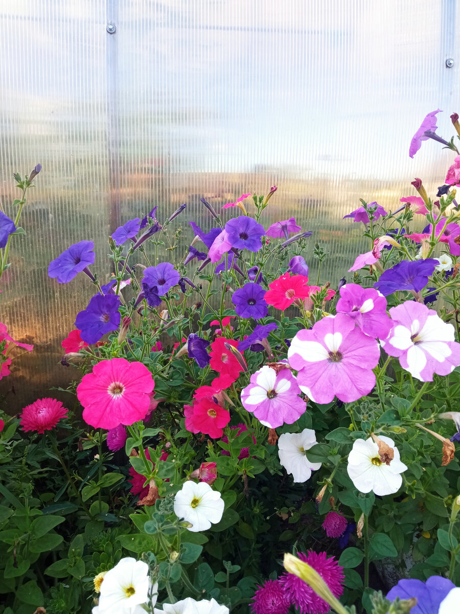 Хоть уже и осень, но цветы ещё радуют 