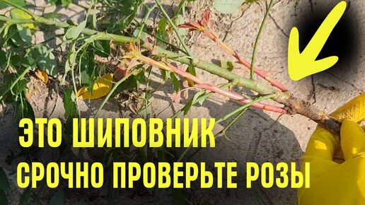 Download Video: Роза или шиповник? ВЕЧНЫЕ СПОРЫ! Как ОТЛИЧИТЬ ДИКИЙ побег шиповника на розе и что делать