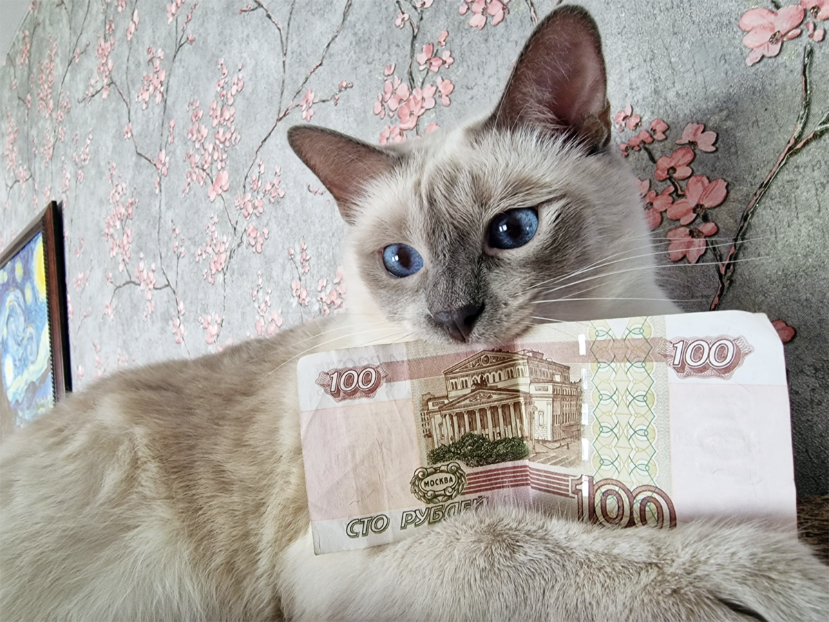 Итоги Дня хвоСТОв: СЕНТЯБРЬ 🐈 | КОТО🐈БЛОГ | Дзен