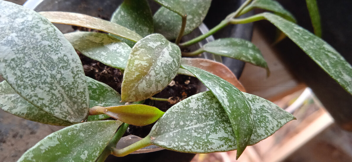 Хойя лакуноза Лаос фул сплеш