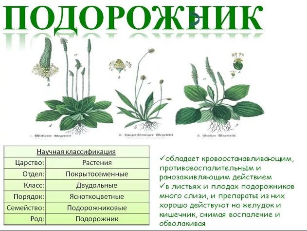 Отдел подорожника. Систематика растений подорожник. Подорожник большой систематика. Классификация подорожника большого.