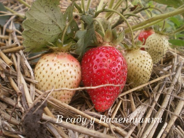 И почему они сухие да мелкие. Это нехватка бора. Как подкормить, когда и зачем: нормы, сроки, как развести, нормы расхода, тонкости внесения.