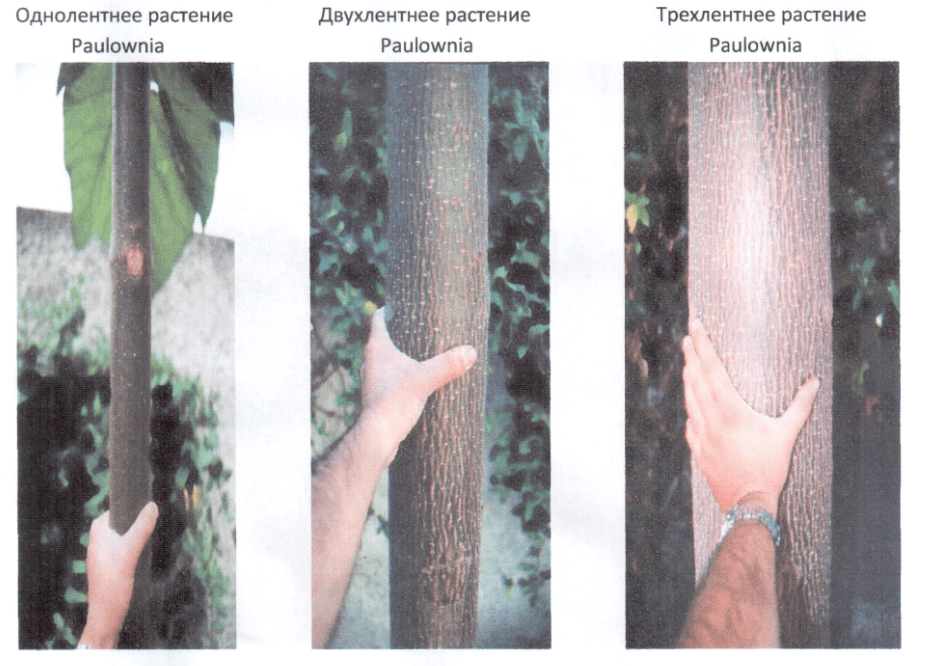                                                         Павловния скорость роста дерева.