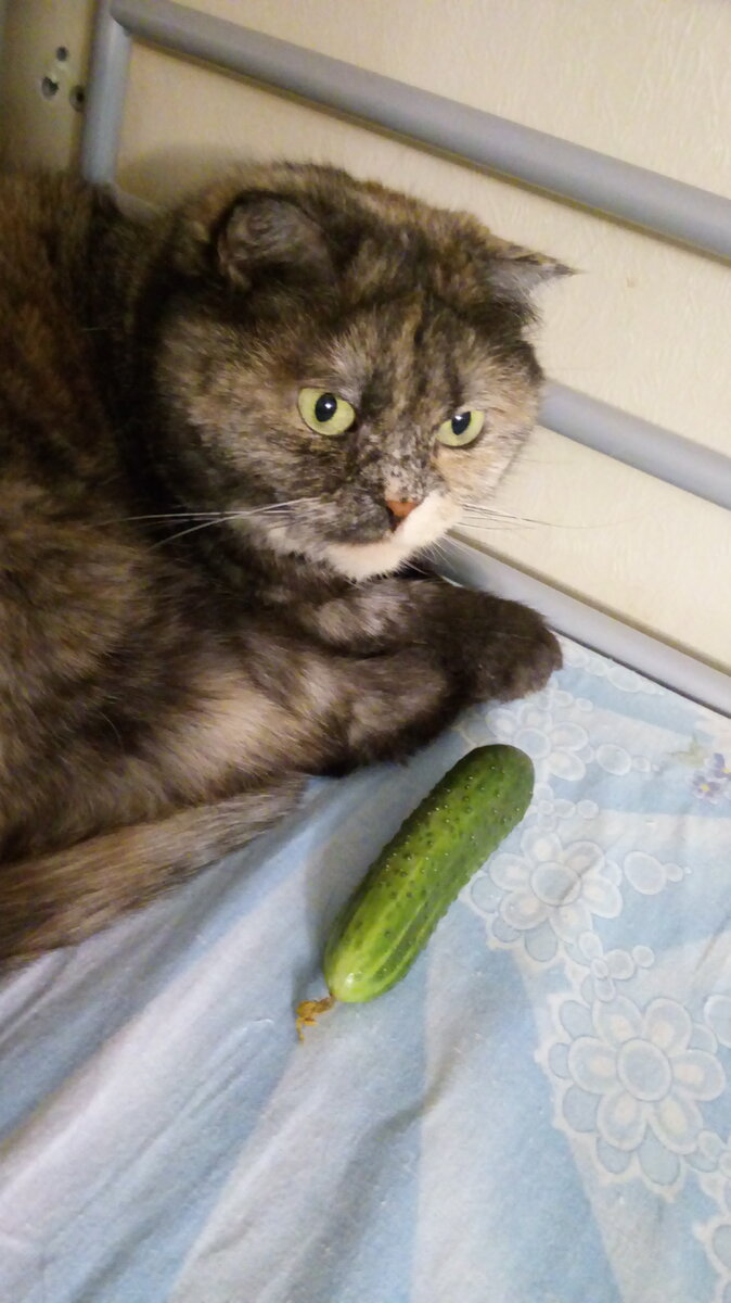 Не ем, но не боюсь