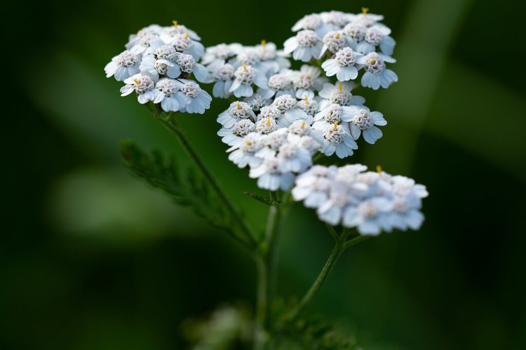 Трава тысячелистника обыкновенного. Тысячелистник обыкновенный (Achillea millefolium). Yarrow тысячелистник. Ахиллея обыкновенная. Тысячелистник Сербский, Achillea serbiса.