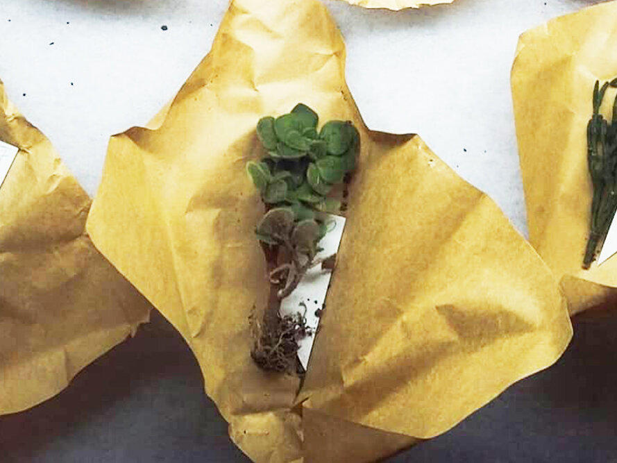 Аихризон сразу после получения посылки из магазина. К сожалению, фото плохого качества :-(