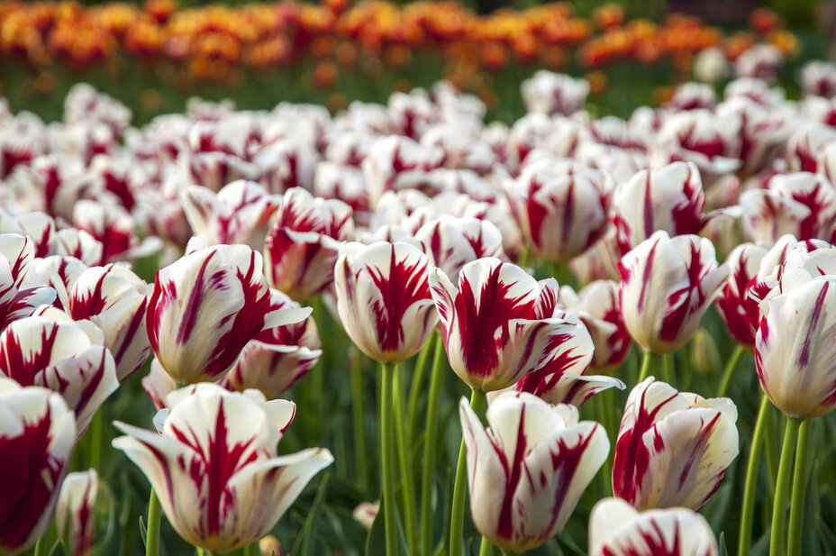 Тюльпан голландия фото и описание