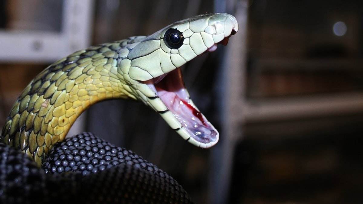 Фото Черной Мамбы