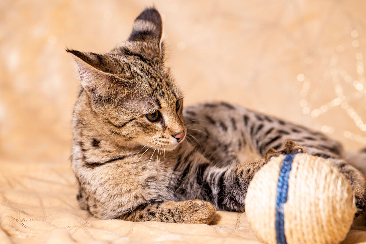 Саванна. Фотография принадлежит питерскому питомнику SAVANNAHGRIFFIN