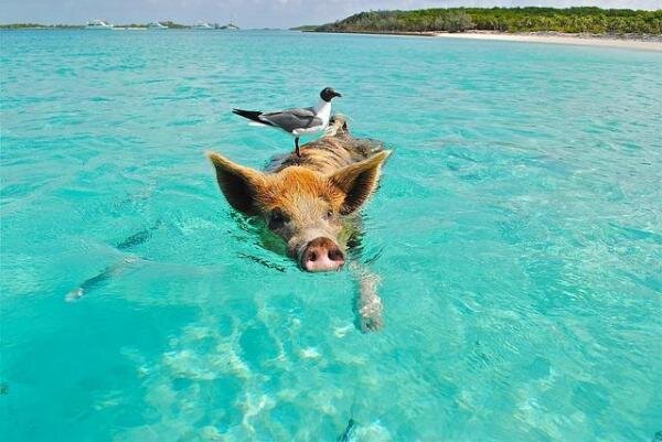 иллюстрация  animalwised.com