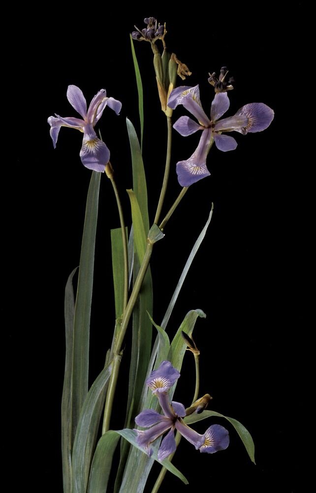 Ирисы (стекло)