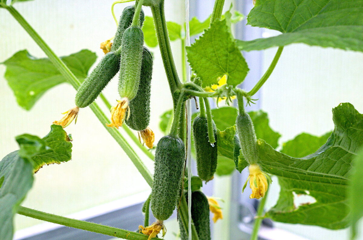 Огурец Хоббит F1 (пучковые завязи, теплица на опытном участке агрофирмы Партнер, сезон 2019 года)