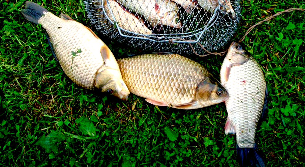 карась хищник
