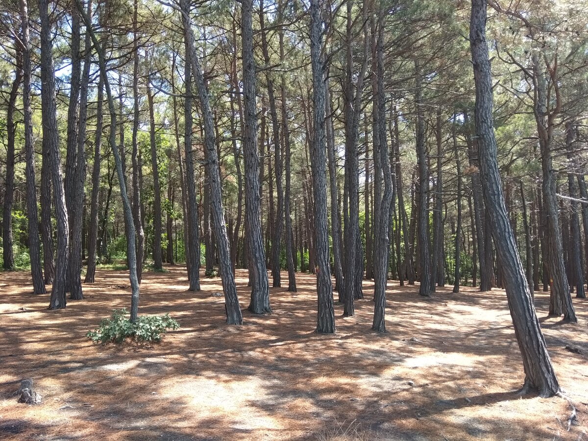 Места здесь очень красивые. Лес просто волшебный. 